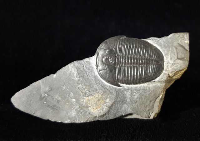 Elrathia kingii (MEEK 1870) - Bild © FossNet FossilienStore